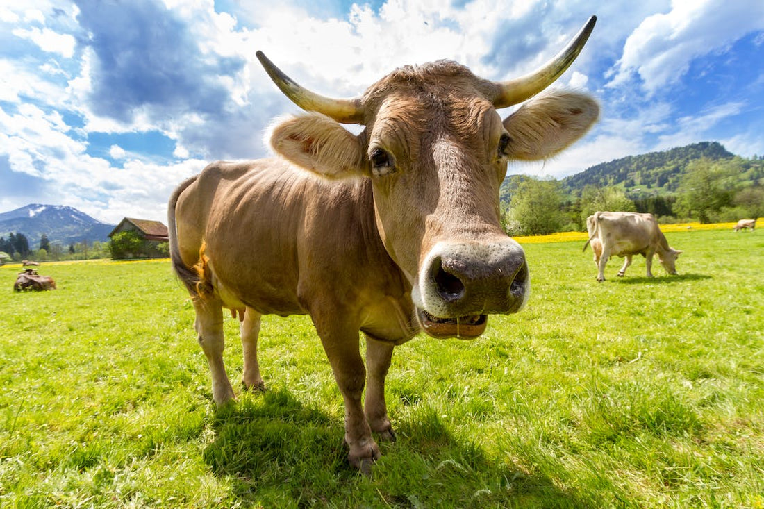 Agricultural Property Relief