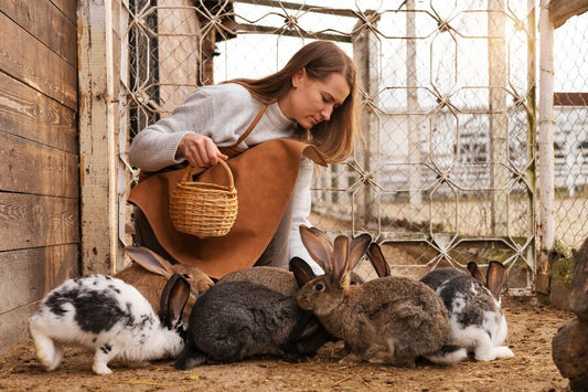 The Top 5 Legal Considerations in Pet Care Estate Planning - Cross-Border Worldwide