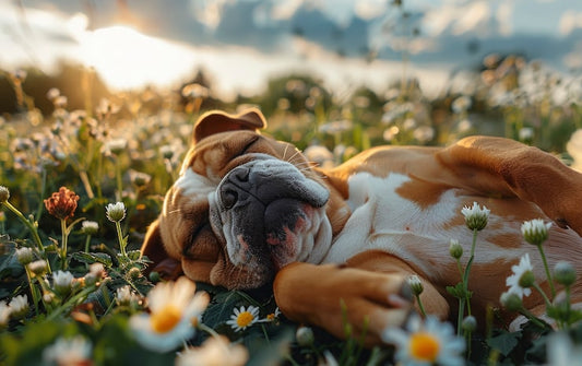 Pet Final Care Planning