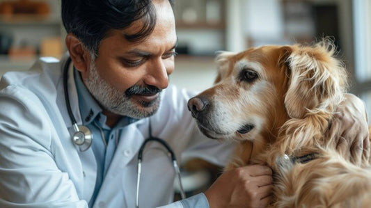 Pet Temporary Treatment Authority Emergencies