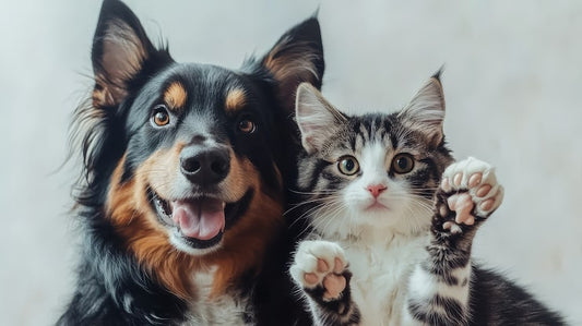 Pet Care Agreement